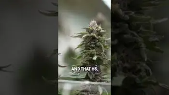 Screenshot of the Video "Calvin Johnson on His First Cannabis Harvest | CannaCribs Exclusive"