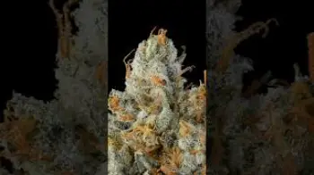 Screenshot of the Video "Time to light up some KK for the holiday season ⛽️🎅🏽⛄️"