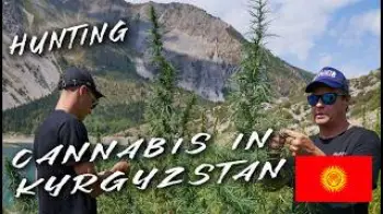 Screenshot of the Video "Hunting Wild Cannabis in Kyrgyzstan 🇰🇬 | Strain Hunters 2025 Trailer"