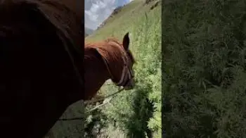 Screenshot of the Video "Kyrgyzstan Expedition"