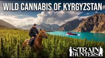 Screenshot of the Video "They Said It Was Impossible: We Rode Into Kyrgyzstan to Find the World's Last Wild Cannabis"