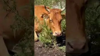 Screenshot of the Video "Weekend mood 🐮 chilling… Kyrgyzstan 🫶🏼"