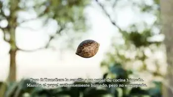 Screenshot of the Video "Video de Germinación de Barney's Farm"