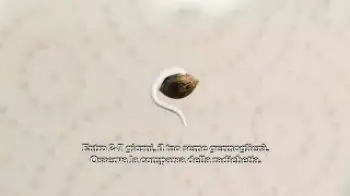 Screenshot of the Video "Video di Germinazione di Barney's Farm"