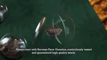 Screenshot of the Video "Barney's Farm Germination Guide"