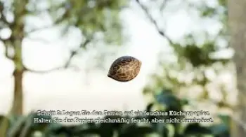 Screenshot of the Video "Barney’s Farm Keimungsvideo"