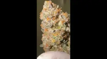 Screenshot of the Video "Fried Bananas looking proper in New Jersey 😤"