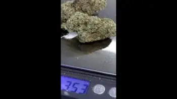 Screenshot of the Video "Amazing batch of { Blueberry Caviar } in the Clear Bags 💨💨💨"