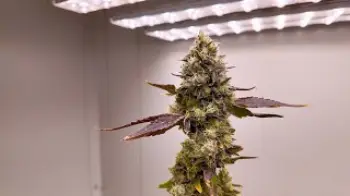 Screenshot of the Video "From seedling to mature plant at Cookies One Log 🌱"