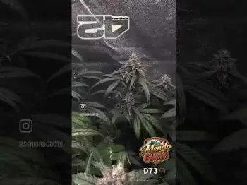 Screenshot of the Video "Mendo Guava Auto The Next Step in Elite Autos"