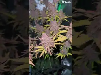 Screenshot of the Video "Lemon Cherry Cookies Auto | Fast Buds by gevo"