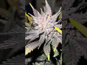 Screenshot of the Video "Banana Purple Punch Auto RF3  | Fast Buds by sancho130"