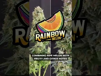Screenshot of the Video "Rainbow Melon Photo 🧬 Genetics: Melon x Rainbow Chip"