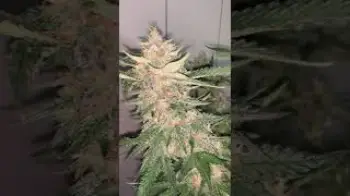 Screenshot of the Video "Strawberry Pie Auto  | Fast Buds"