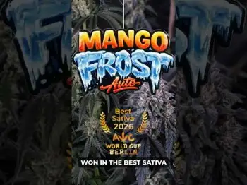 Screenshot of the Video "Mango Frost Auto — Best Sativa 2026"