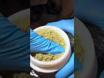 Screenshot of the Video "Cherry Cola Auto RF3 extraction dry sift"