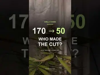 Screenshot of the Video "170 Plants. Only 50 Made the Cut."