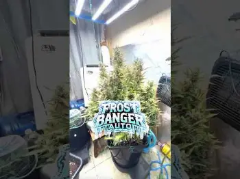 Screenshot of the Video "Frostbanger Auto  A Real Banger!"