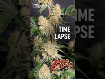 Screenshot of the Video "Time lapse growing  Guava Sundae  Fast Buds"