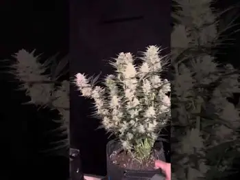 Screenshot of the Video "OG Kush Auto The original classic"