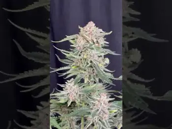 Screenshot of the Video "Cherry Cola RF3 seed mother"