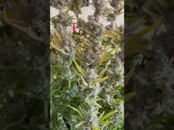 Screenshot of the Video "Champion of the Latin American cup Strawberry Pie Auto | Fast Buds"