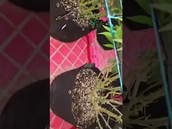 Gorilla Melon & Papaya Sherbet | Fast Buds by mackillaak47
