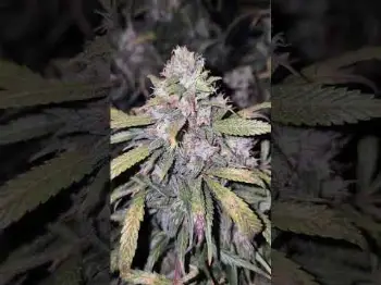 Screenshot of the Video "Grower's room full of Fast Buds knocker72"