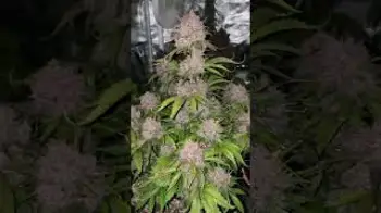 Screenshot of the Video "Banana Purple Punch A Solid Indica | Fast Buds"