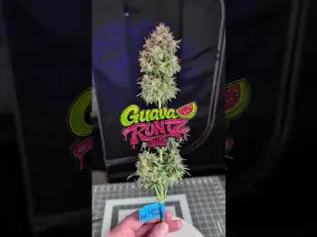 Screenshot of the Video "Guava Runtz Auto | Loud Terps | Fast Buds"