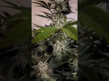 Screenshot of the Video "Ztrawberriez Auto Best Sativa | Fast Buds"