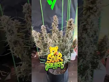 Sour Jealousy Auto -  Straight Gas | Fast Buds