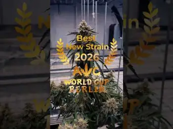 Screenshot of the Video "6 Trophies at  Autoflower World Cup | Best Breeder 2026 Fast Buds"