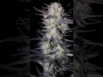 Screenshot of the Video "Mendo Frost Auto  - Next-Level Frost. Champion Power"
