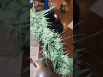 Screenshot of the Video "Strawberry Gorilla Auto Champion"