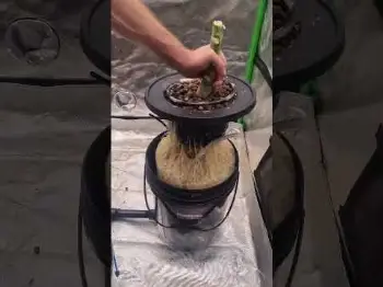 Screenshot of the Video "Mango Cherry Runtz Auto Roots"