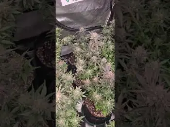 Screenshot of the Video "Mango Frost Auto | Chubbs's garden"