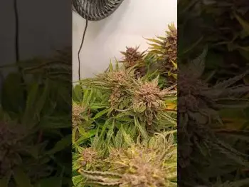 Screenshot of the Video "Cherry Cola Auto RF3 Where - Terps Go Pro by Rhah420"