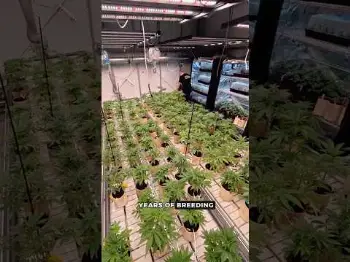 Screenshot of the Video "Seed-to-Harvest Timelapse 🕙 Fast Buds Breeding Program 🧬"