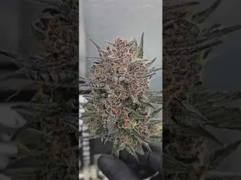 Screenshot of the Video "Lemon Cherry Sundae Auto - Double champion by chubbs"