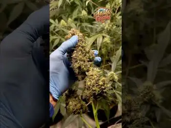 Mendo Guava Auto - The Next Step in Elite Autos.