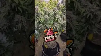 Screenshot of the Video "Papaya Sherbet Genetics: Papaya x Sunset Sherbet"