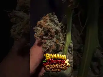 Screenshot of the Video "Banana Cherry Cookies Auto Built for flavor, bred for performance  by seniordodo79"
