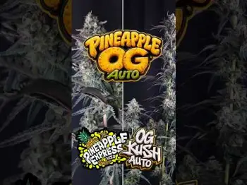 Screenshot of the Video "Pineapple OG Auto🍍 cross between our classic Pineapple Express Auto and an OG Kush"