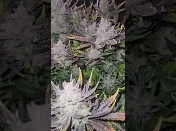 Guava Auto RF3 Plug-and-Play Performance by  chrisbowa | Fast Buds