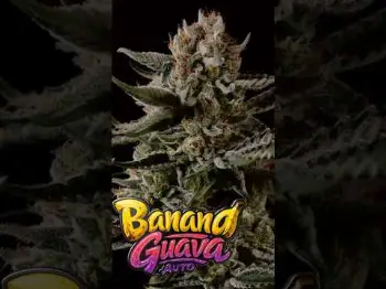 Screenshot of the Video "Banana Guava Champion Line 🏆"