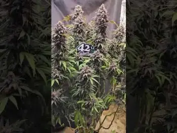 Screenshot of the Video "Papaya Sherbet Photoperiod  Effortless growth"