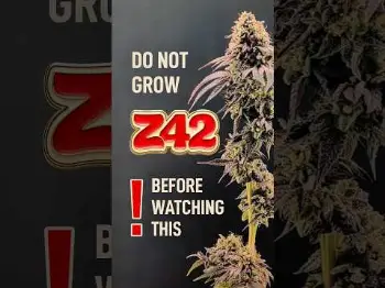 Screenshot of the Video "How to grow Z42 Photo | Fast Buds"
