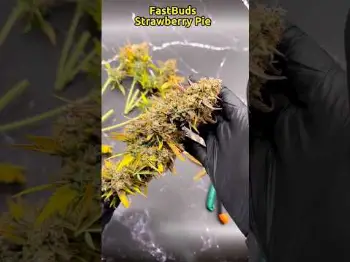 Screenshot of the Video "Trimming ✂️ Strawberry Pie Auto | Fast Buds"