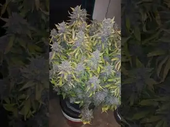 Screenshot of the Video "Papaya Cookies Auto 2nd place in Best New Strain 2024"